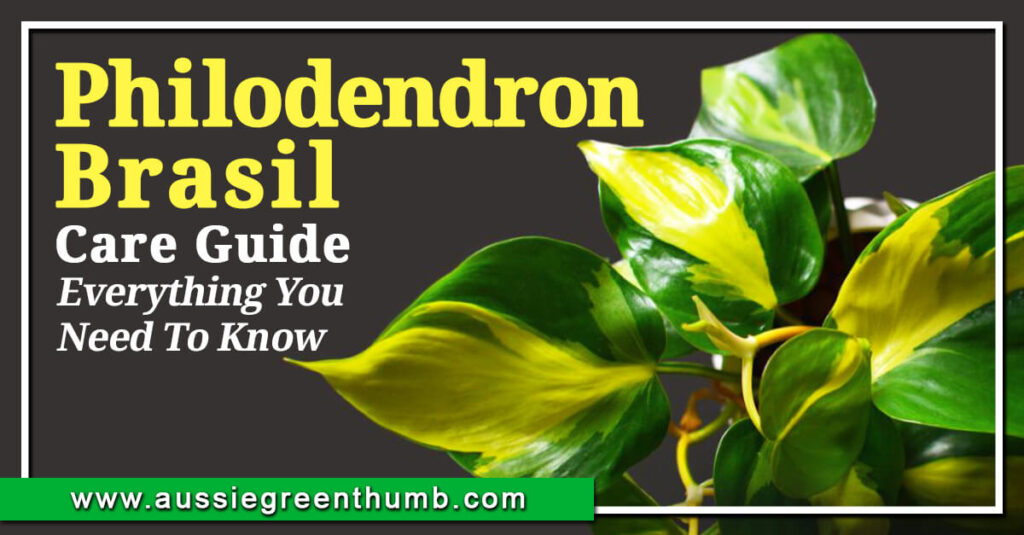 Philodendron Brasil Care Guide Everything You Need To Know