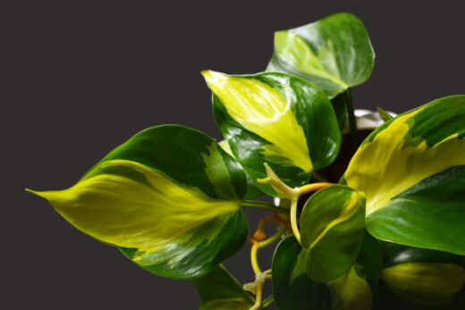 Philodendron Brasil is one of about 450 different species of Philodendron plants Philodendron Brasil is one of about 450 different species of Philodendron plants