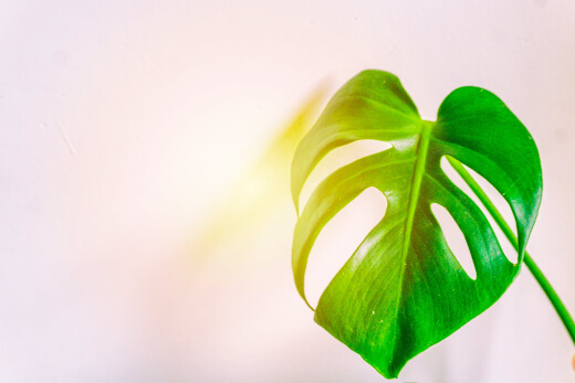 Swiss cheese plant does not require direct sunlight Swiss cheese plant does not require direct sunlight