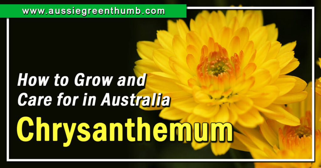 Chrysanthemum How to Grow and Care for in Australia