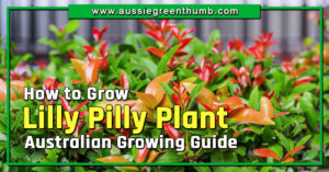 How to Grow Lilly Pilly Plant Australian Growing Guide