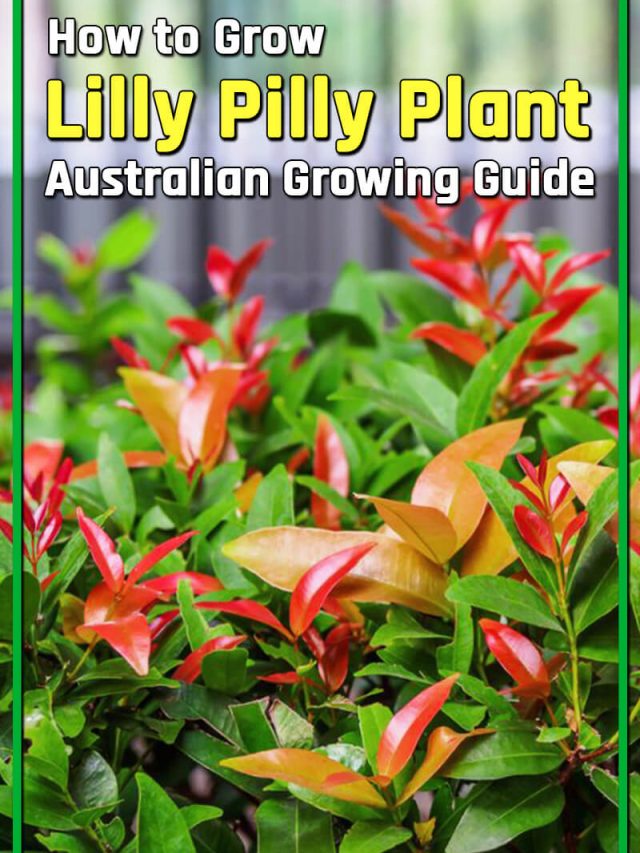 How to Grow Lilly Pilly Plant | Australian Growing Guide - Aussie Green ...