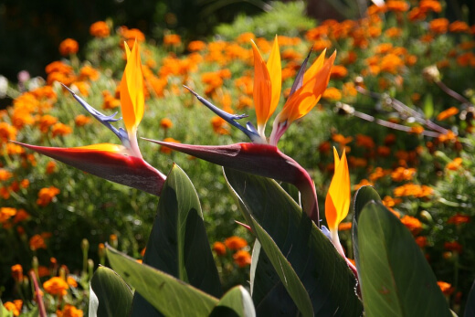 Birds of paradise plants flower Birds of paradise plants flower