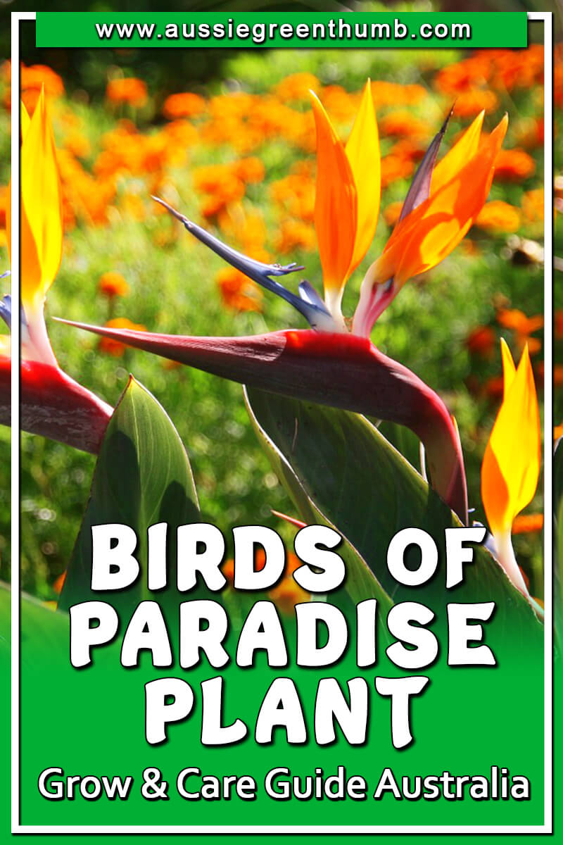 Birds of Paradise Plant Grow and Care Guide Australia