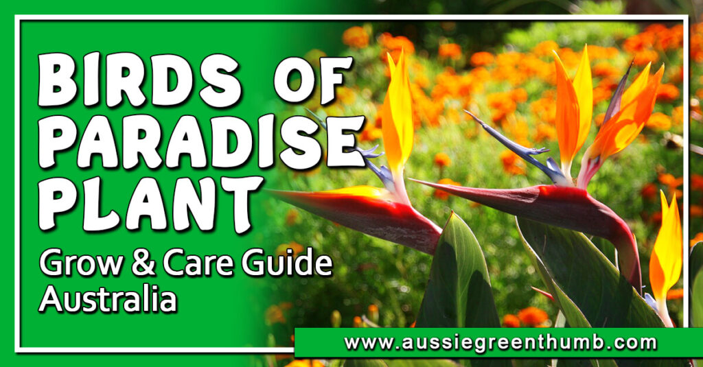 Birds of Paradise Plant Grow and Care Guide Australia