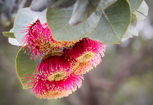 How to plant rose mallee eucalyptus rhodantha