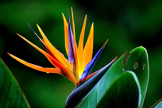 The bird of paradise plant or crane flower is a South African native but has been grown worldwide for its stunning crane-like flowers