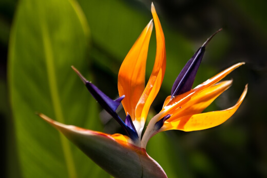 What is Bird of Paradise?