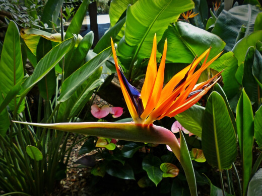 birds of paradise plant or Strelitzia Reginae birds of paradise plant or Strelitzia Reginae