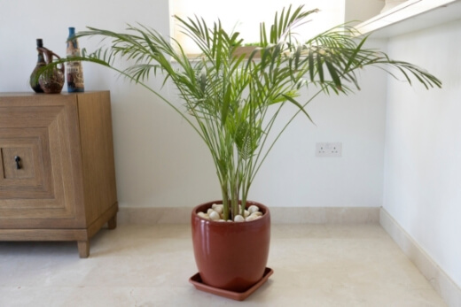 Bamboo palm are really good at air purification, and can give you a bit of different texture if you're grouping some plants together Bamboo palm are really good at air purification, and can give you a bit of different texture if you're grouping some plants together