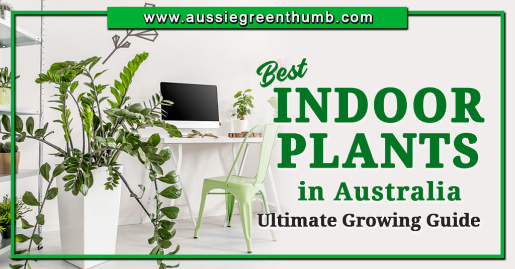 Best Indoor Plants in Australia Ultimate Growing Guide