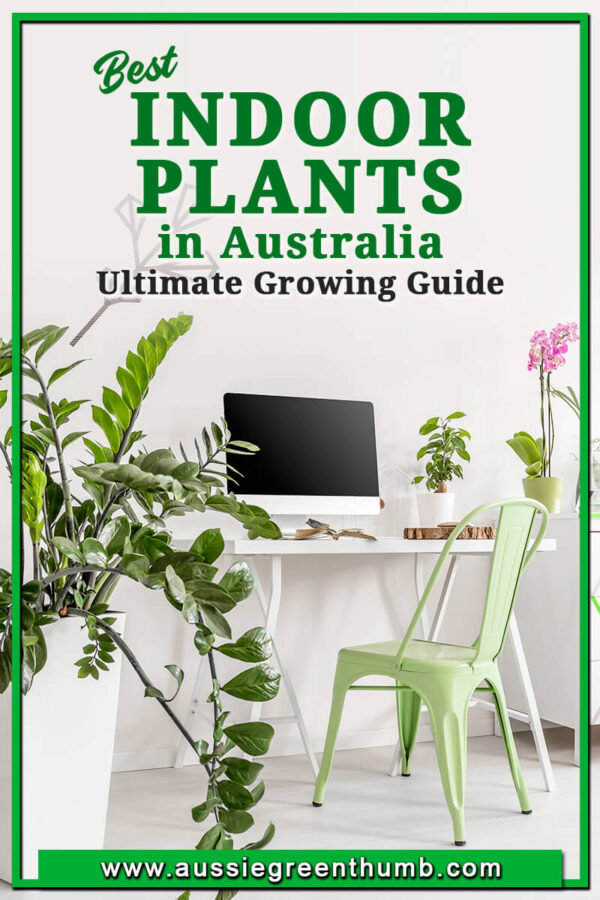 Best Indoor Plants in Australia Ultimate Growing Guide AGT