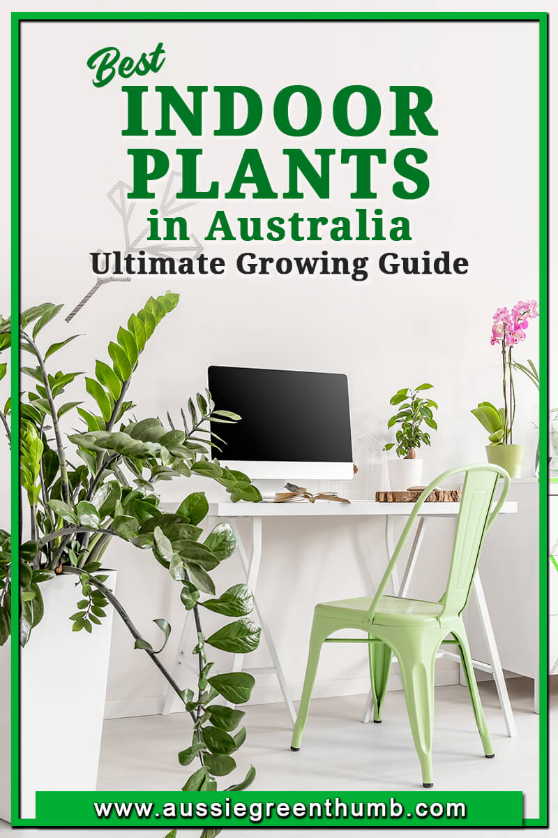 Best Indoor Plants in Australia Ultimate Growing Guide Best Indoor Plants in Australia Ultimate Growing Guide