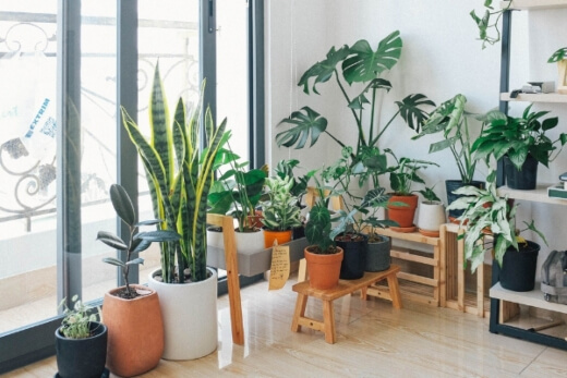 Best Indoor Plants in Australia Best Indoor Plants in Australia