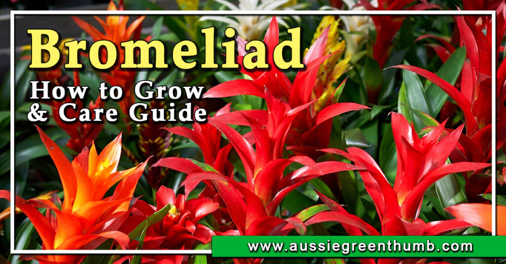 Bromeliad How to Grow and Care Guide