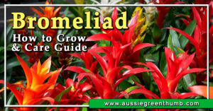 Bromeliad How to Grow and Care Guide