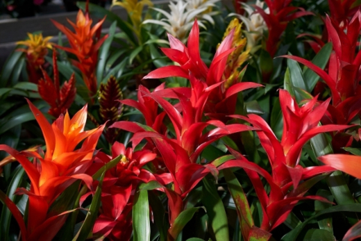 Bromeliads are incredibly adaptable, especially in lower light conditions, and require relatively basic care