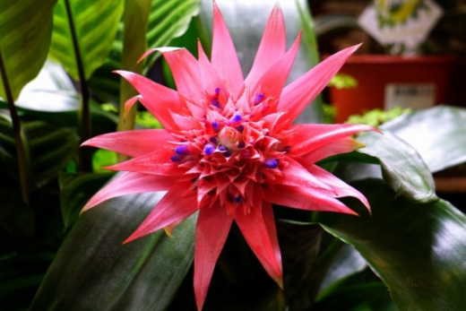Bromeliads, or Bromeliaceae, are an easy way to add texture, colour and a tropical feel to your indoors or garden