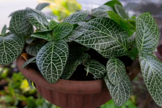 Calathea have ridiculously cool looking leaves, and are sure to give a compact sized boost to the appearance of any room you put it in Calathea have ridiculously cool looking leaves, and are sure to give a compact sized boost to the appearance of any room you put it in