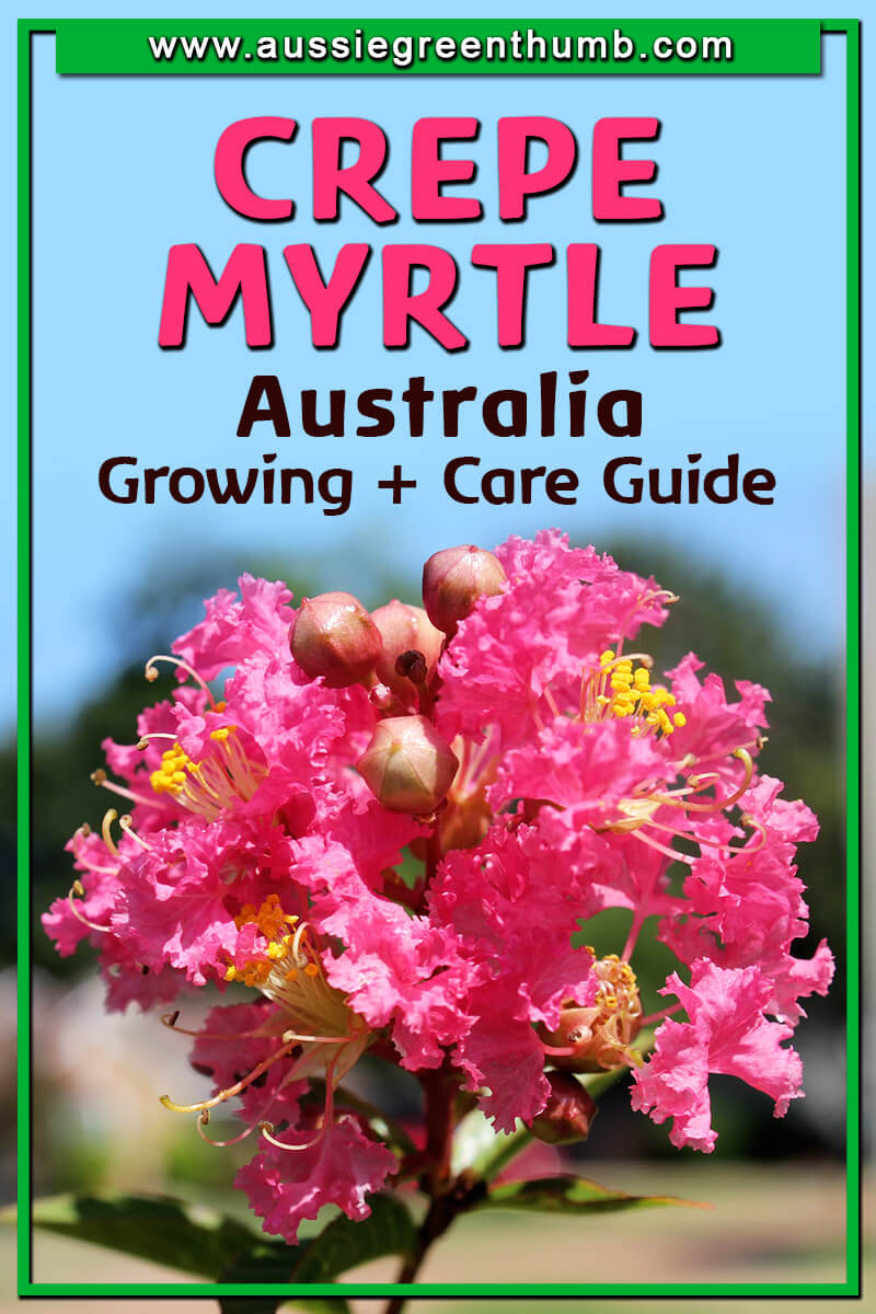 Crepe Myrtle Australia Growing and Care Guide