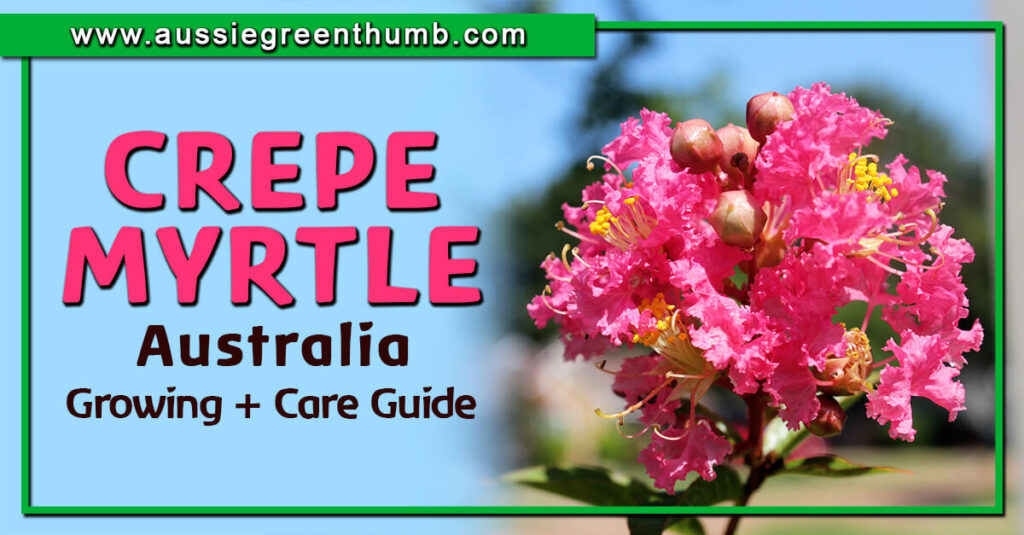 Crepe Myrtle Australia Growing and Care Guide