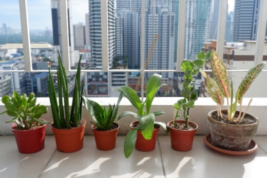 Light is the most important thing to consider when buying an indoor plant Light is the most important thing to consider when buying an indoor plant