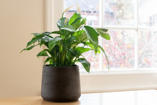 Peace lily is the go to indoor plant for beginners Peace lily is the go to indoor plant for beginners