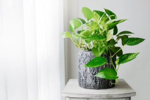 Pothos are air-purifying machine Pothos are air-purifying machine