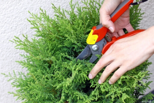 Pruning Indoor Plants Pruning Indoor Plants