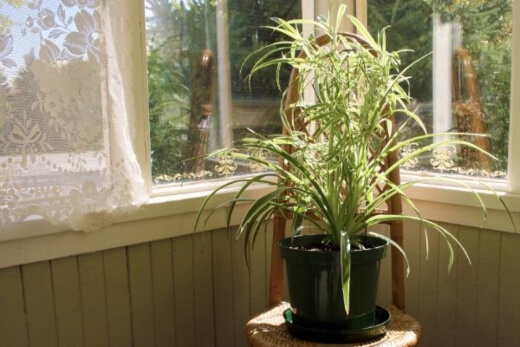 Spider plant has long variegated green leaves, and send out tendrils with new leaf and flower buds, meaning it can spread out, or dangle down from a hanging pot Spider plant has long variegated green leaves, and send out tendrils with new leaf and flower buds, meaning it can spread out, or dangle down from a hanging pot
