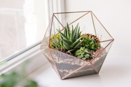 Succulents can sit in the hottest part of your house and be perfectly fine Succulents can sit in the hottest part of your house and be perfectly fine