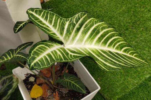 There's a few different types of philodendrons that you can use indoors There's a few different types of philodendrons that you can use indoors