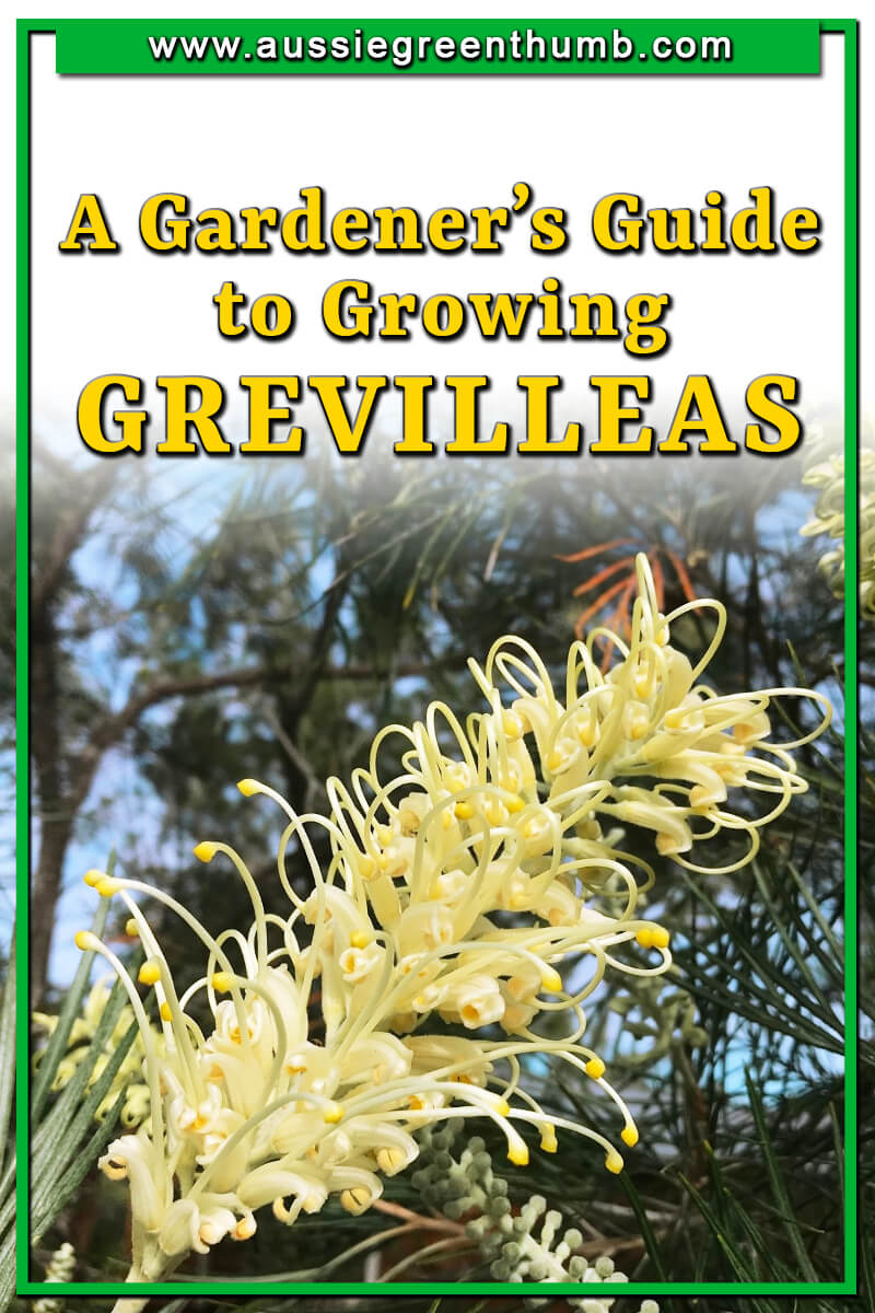 A Gardeners Guide to Growing Grevilleas