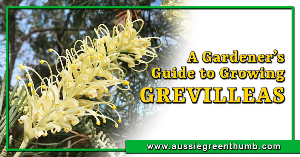 A Gardeners Guide to Growing Grevilleas