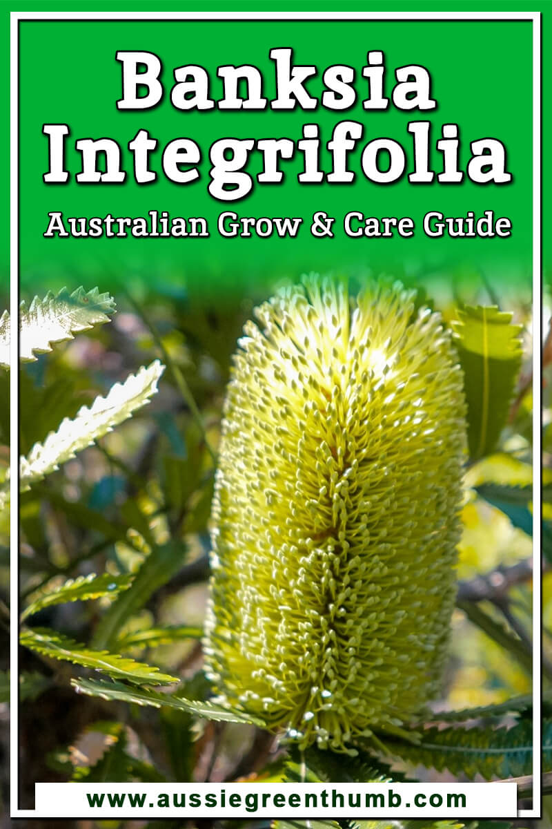 Banksia Integrifolia Australian Grow and Care Guide