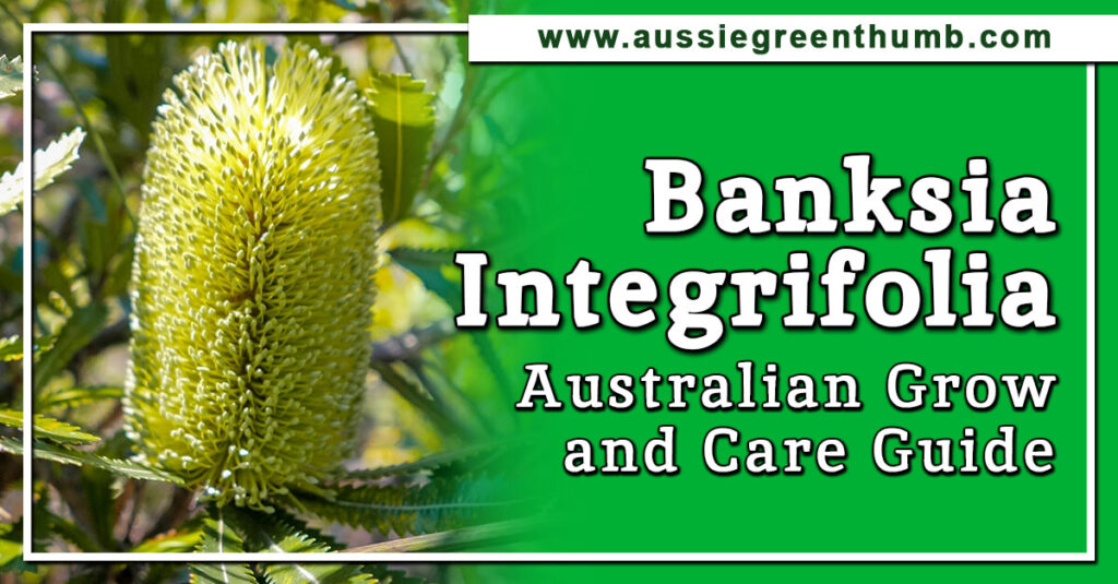 Banksia Integrifolia Australian Grow and Care Guide