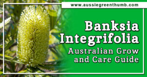 Banksia Integrifolia Australian Grow and Care Guide