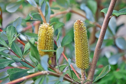 How to Grow Banksia Integrifolia