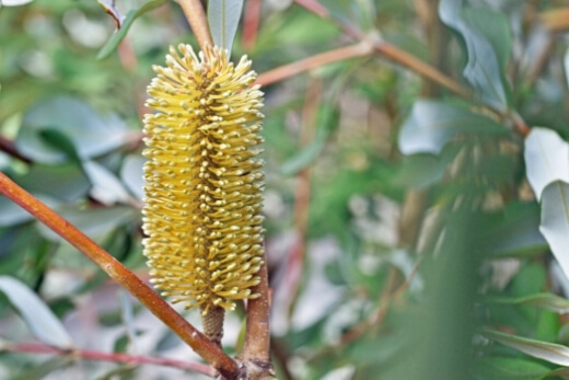 What is Banksia Integrifolia