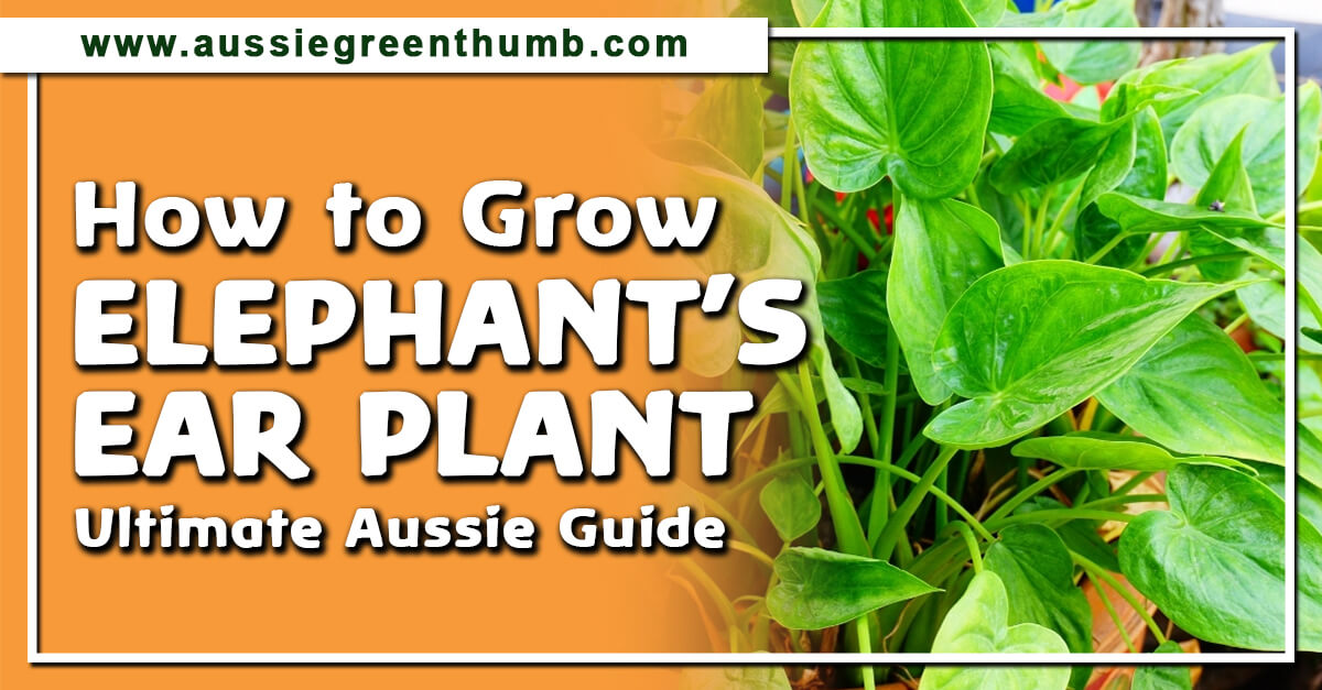 How to Grow Elephant?s Ear Plant Ultimate Aussie Guide