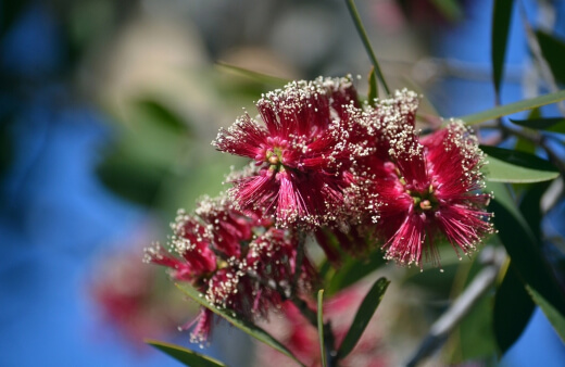 Melaleuca viridiflora is a very popular Aussie native which produces intricate and interesting red blooms