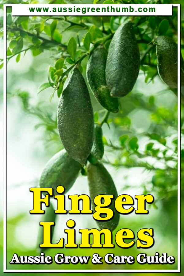 Finger Limes (Citrus australasica) Growing Guide AGT