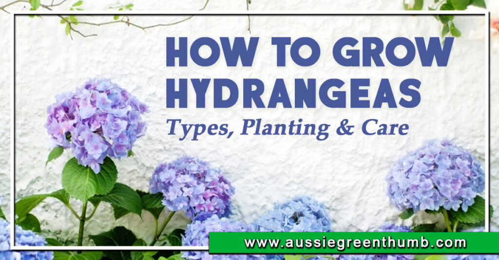 How to Grow Hydrangeas Types, Planting and Care