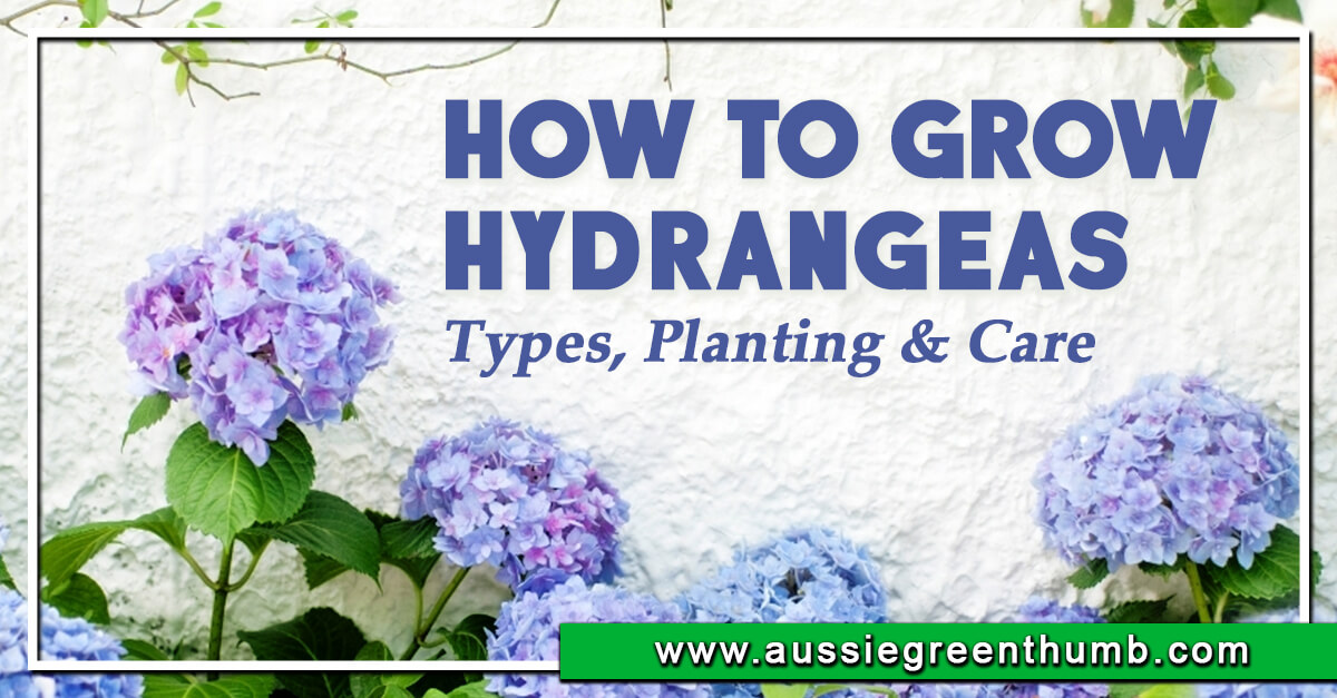 How to Grow Hydrangeas in Australia | Types, Planting & Care : AGT