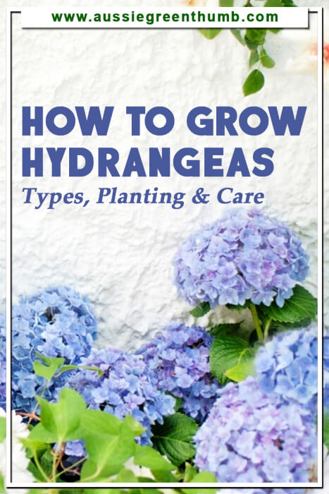How to Grow Hydrangeas Types, Planting and Care