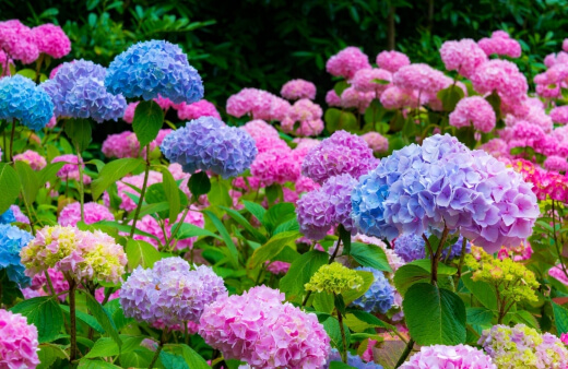 Types of Hydrangea Types of Hydrangea