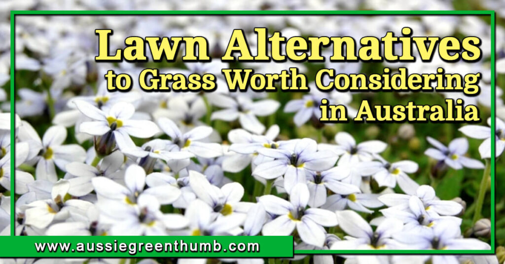 10 Lawn Alternatives to Grass Worth Considering in Australia