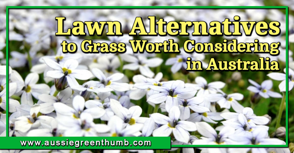 10 Lawn Alternatives to Grass Worth Growing in Australia