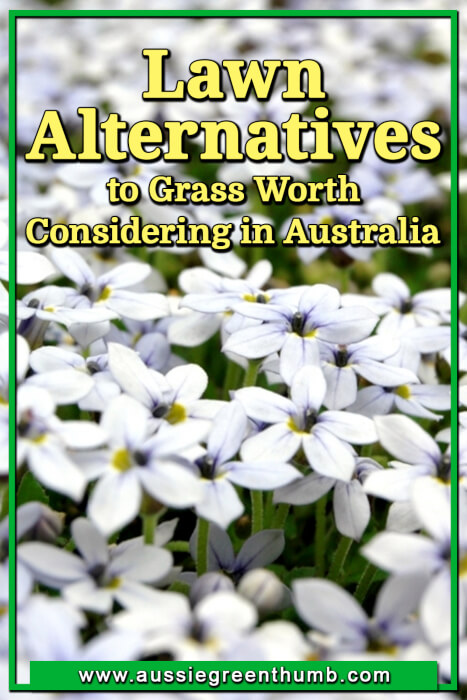 Lawn Alternatives to Grass Worth Considering in Australia