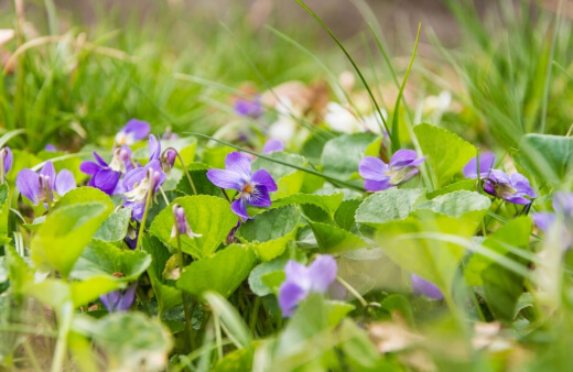 Australian violet (Viola hederacea or Tasmanian Violet) is a stunning indigenous alternative to grass